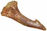 Fossil Sawfish (Onchopristis) Rostral Barb - Morocco #366700-1
